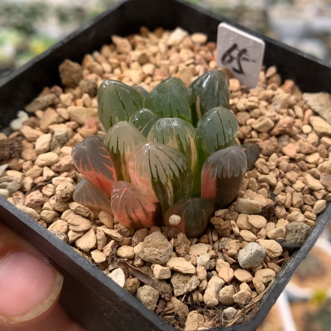 65黑葡萄玉露十二卷多肉