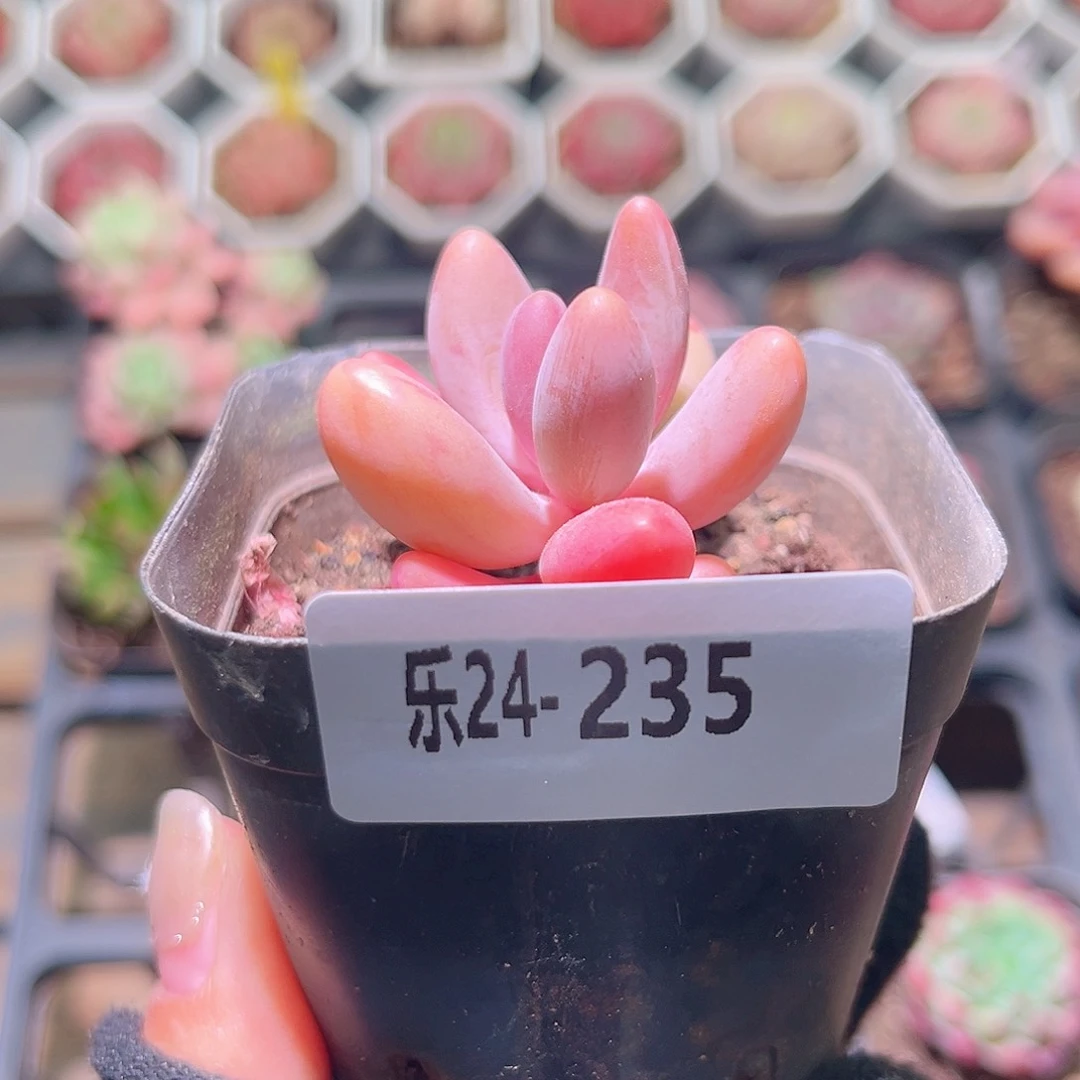 乐然24-235 红手指