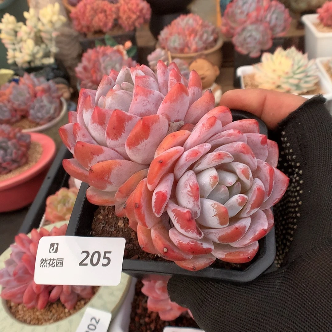 205雪天使多肉植物6666
