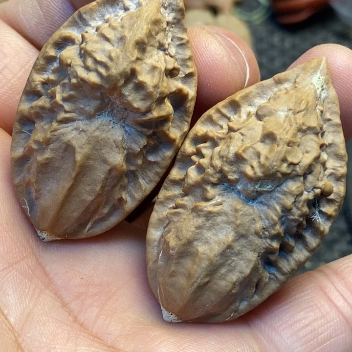 吊坠桃核娜姐真的16