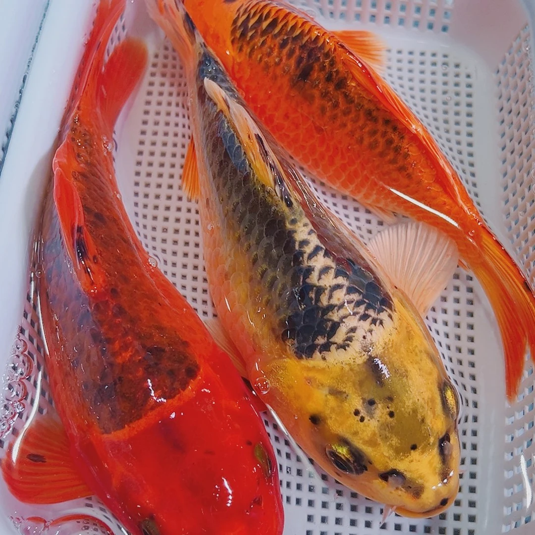 锦鲤锦鲤冷水观赏鱼141