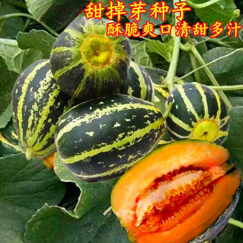 冰糖子甜瓜甜掉牙甜瓜种子薄皮甜花皮香瓜籽四季水果春夏秋四季gz