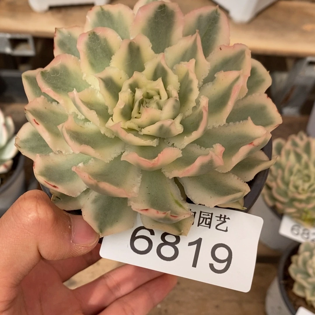 紫蝴蝶锦多肉植物6819