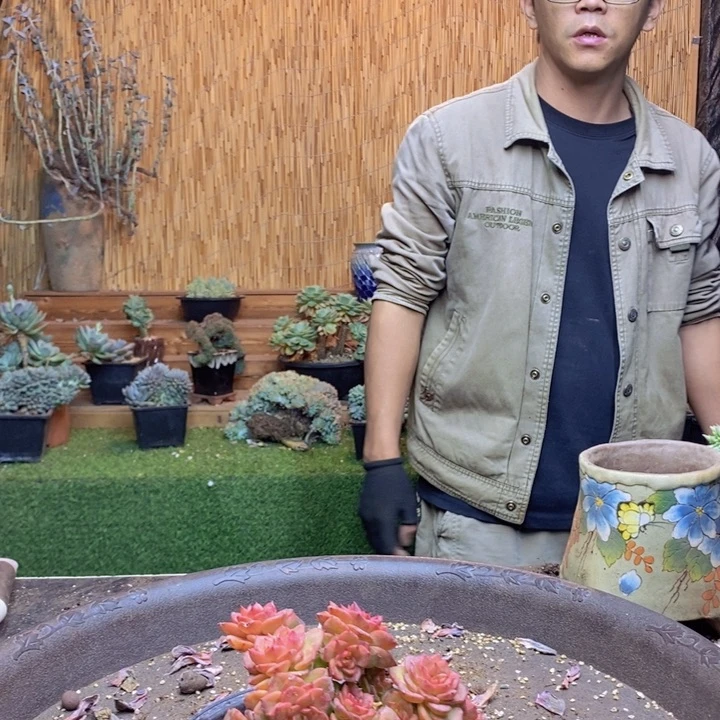 止***期198好蜡牡丹多肉植物