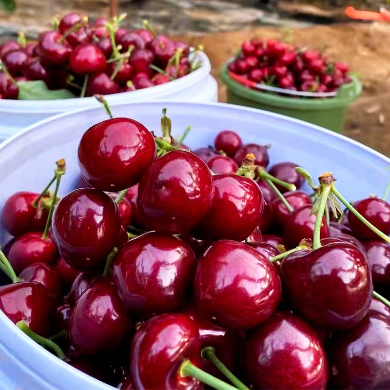 【5斤大箱脆甜美早！顺丰包邮】山东烟台美早大樱桃脆甜XL-3J 2-5斤