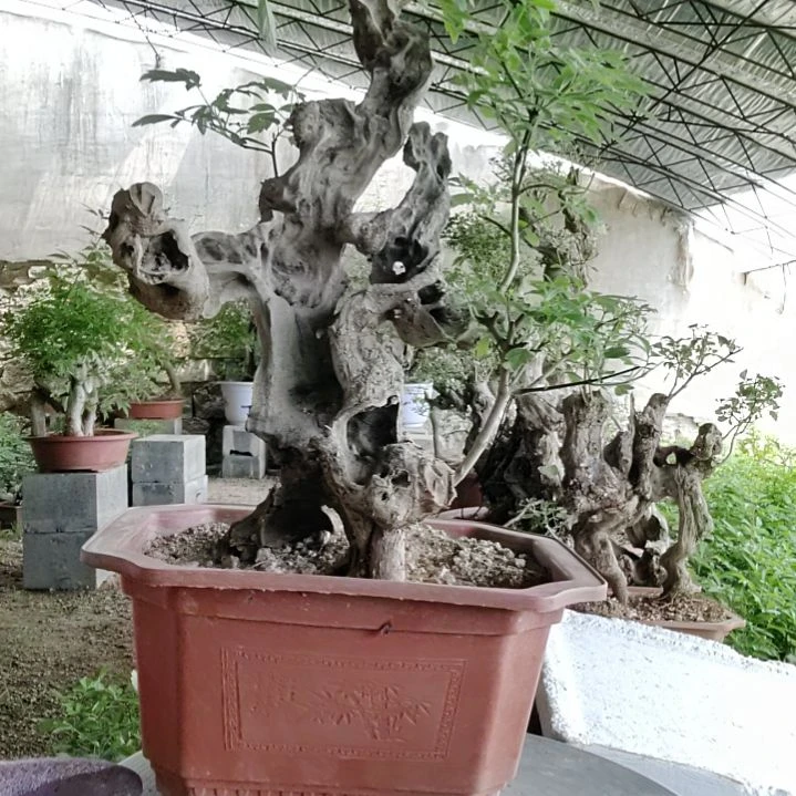 坚***！无花朵脱盆脱土发货黄荆