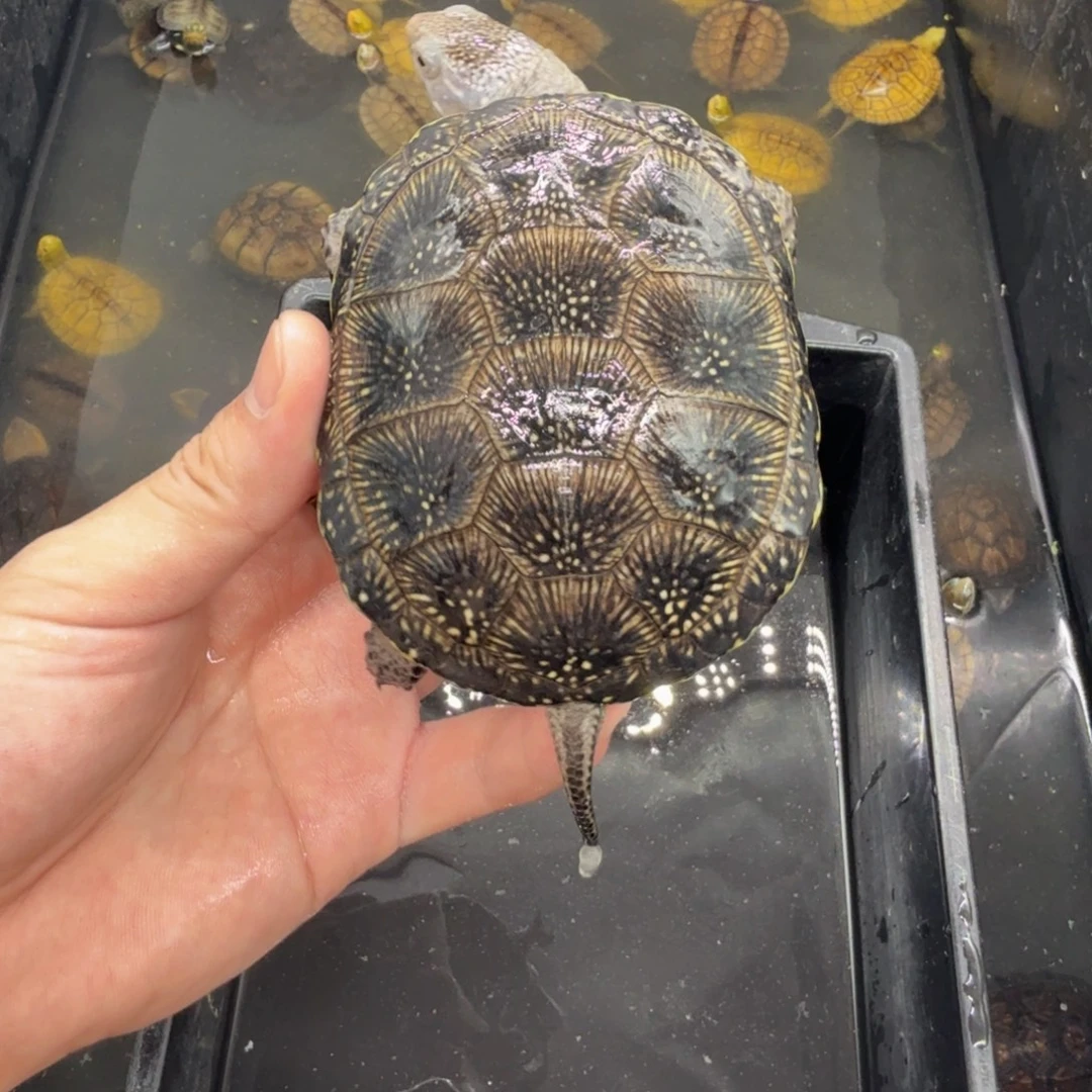不分公母宠物龟欧泽