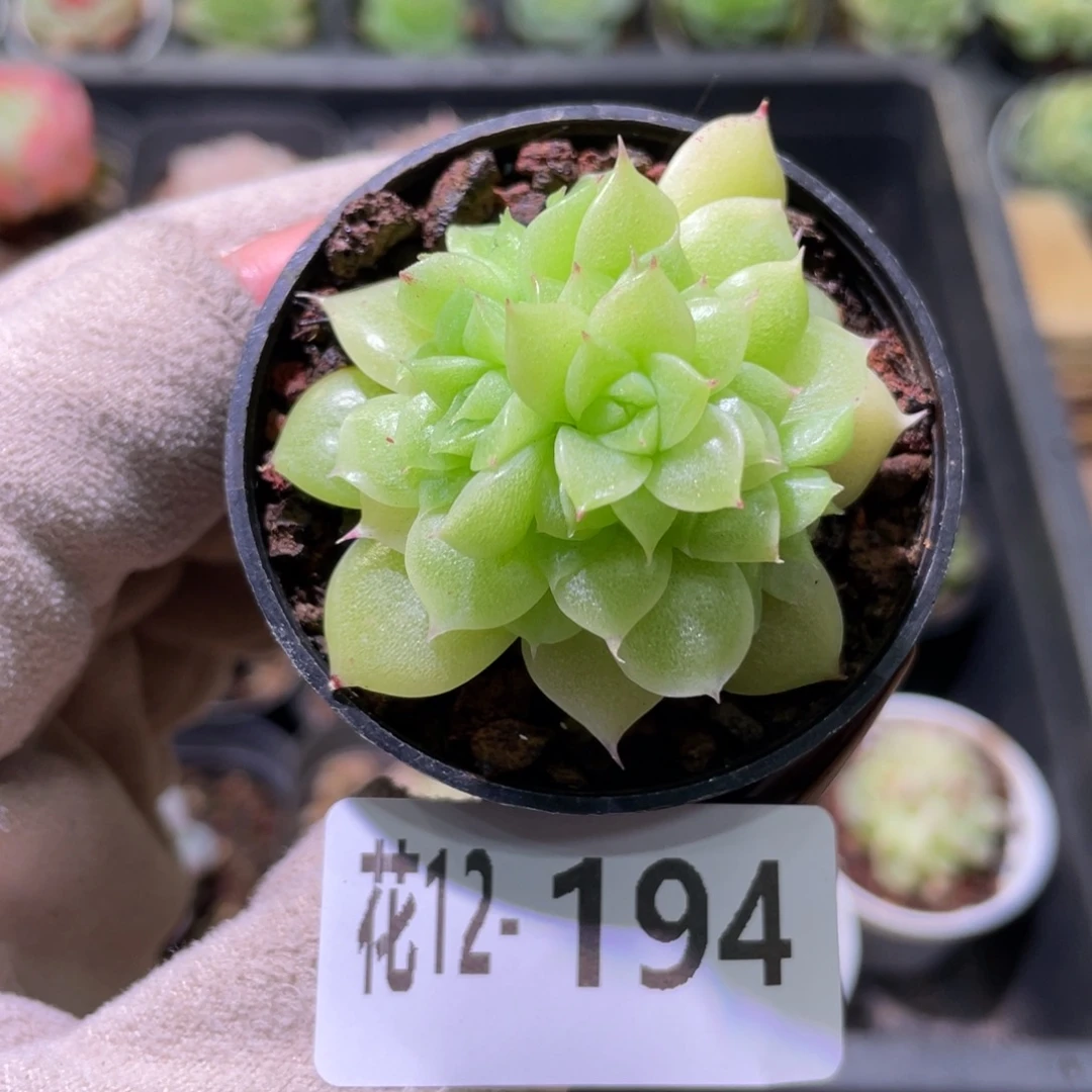 花利美12-194麦秆群