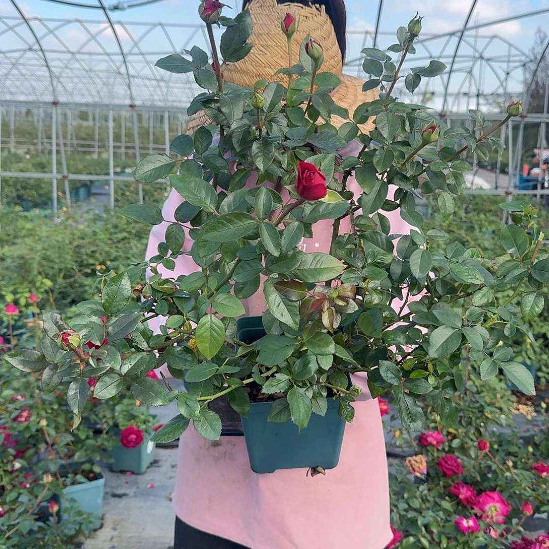 美人丽芙1.5加仑扦插