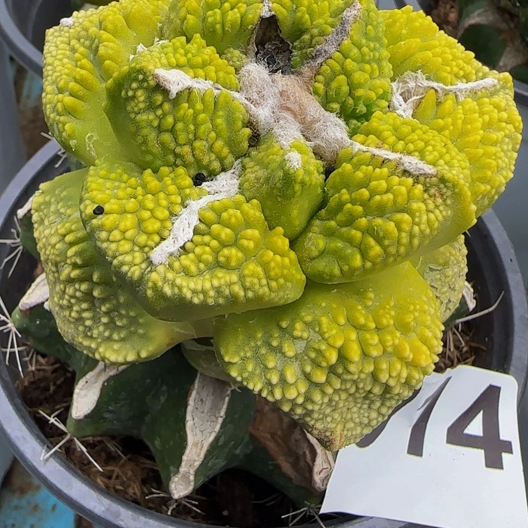 龟甲锦014仙人球开花