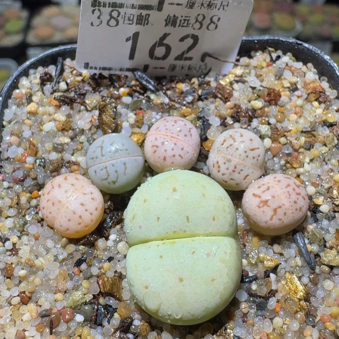 Ssssss便宜清货出162