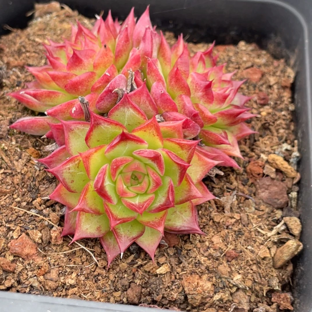 草莓蛋糕三头满35包邮