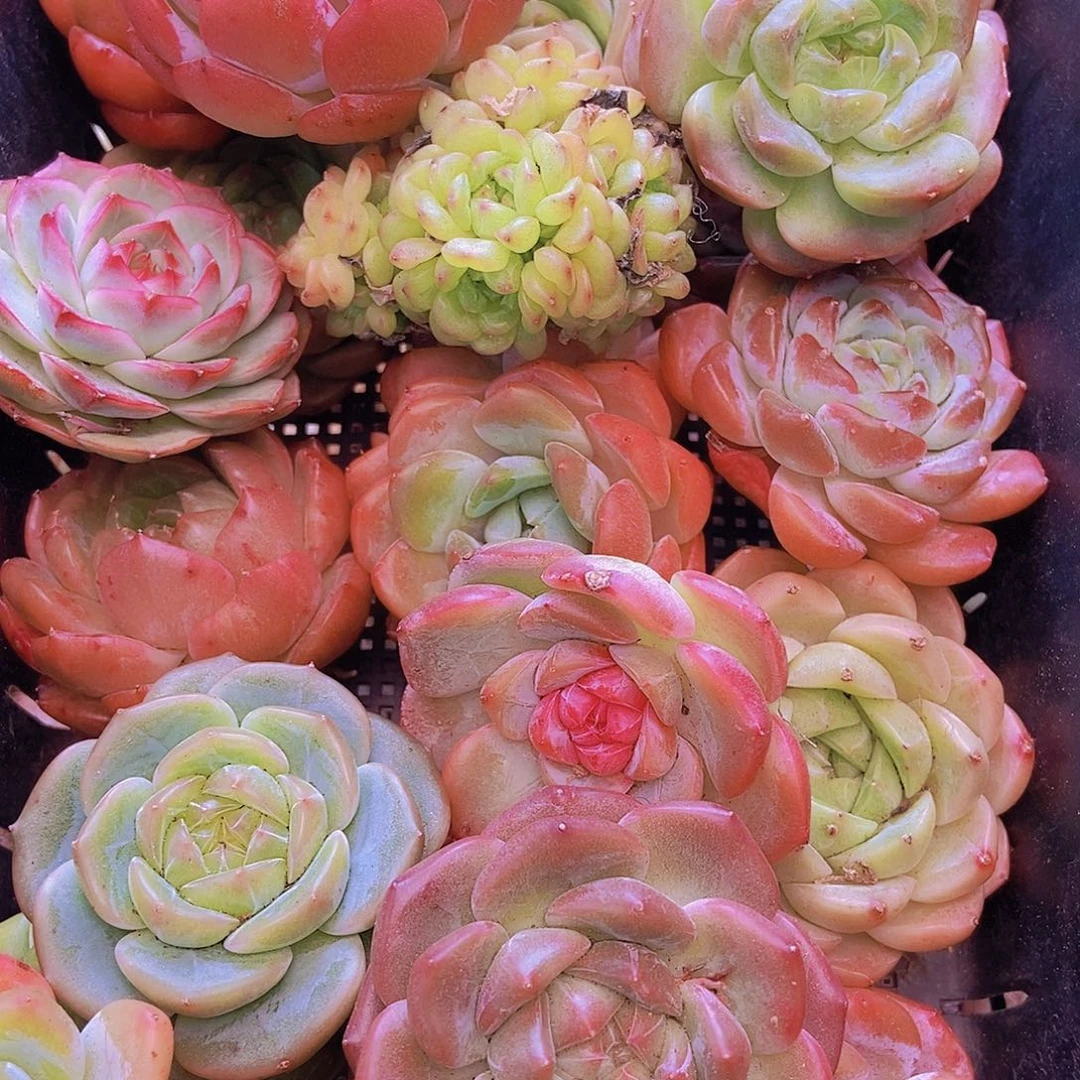 00000002量拍保底20颗