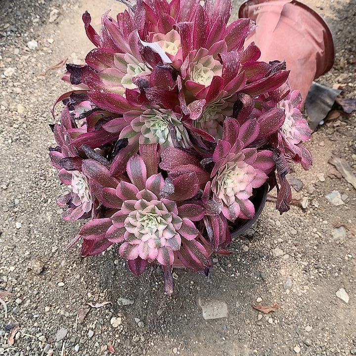 6678元铜壶超白多肉植物