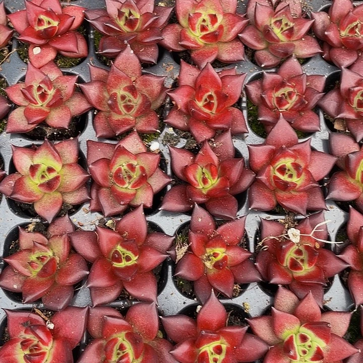 小罗宾1元带土发货