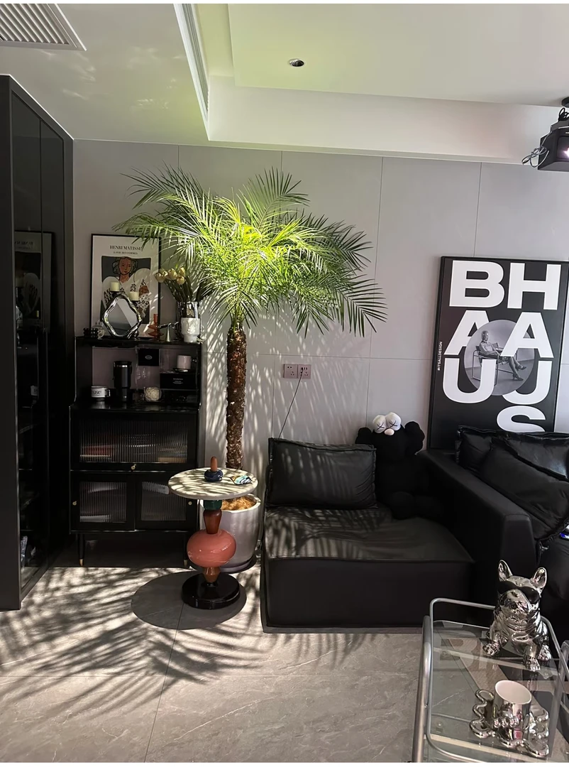 美丽针葵树地栽盆栽大型绿植物网红款室内外客厅阳台庭院棕榈好养