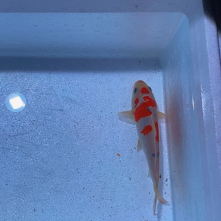 锦鲤锦鲤活鱼开箱包活