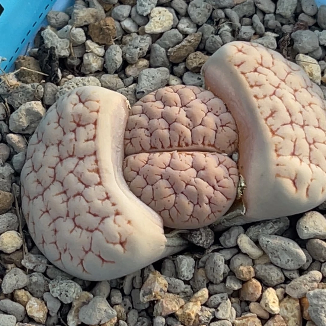 8247凹凸。铁189一颗。