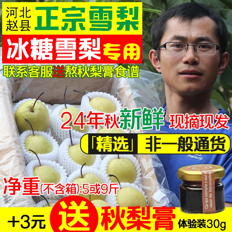正宗雪梨河北赵县赵州雪花梨5斤新鲜水果烤梨子梨水川贝秋梨膏