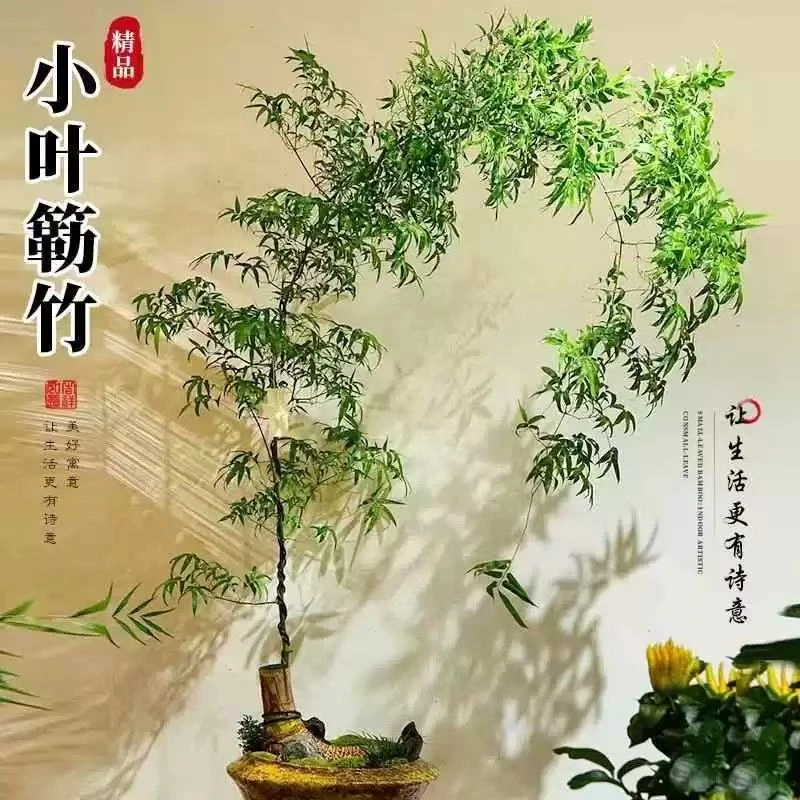 小叶勒竹生桩素材四季可养