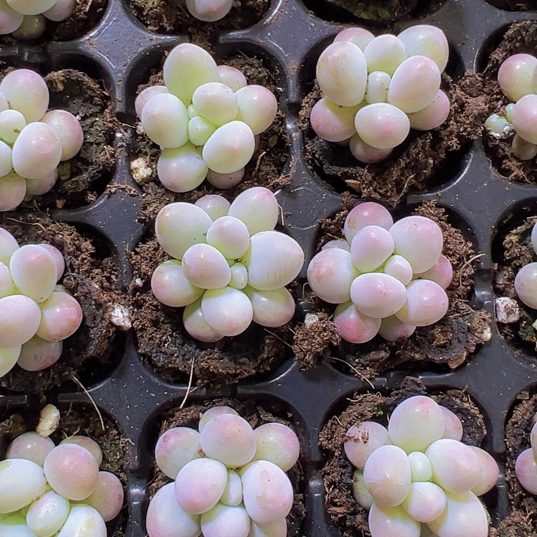 汤圆5个19包邮多肉