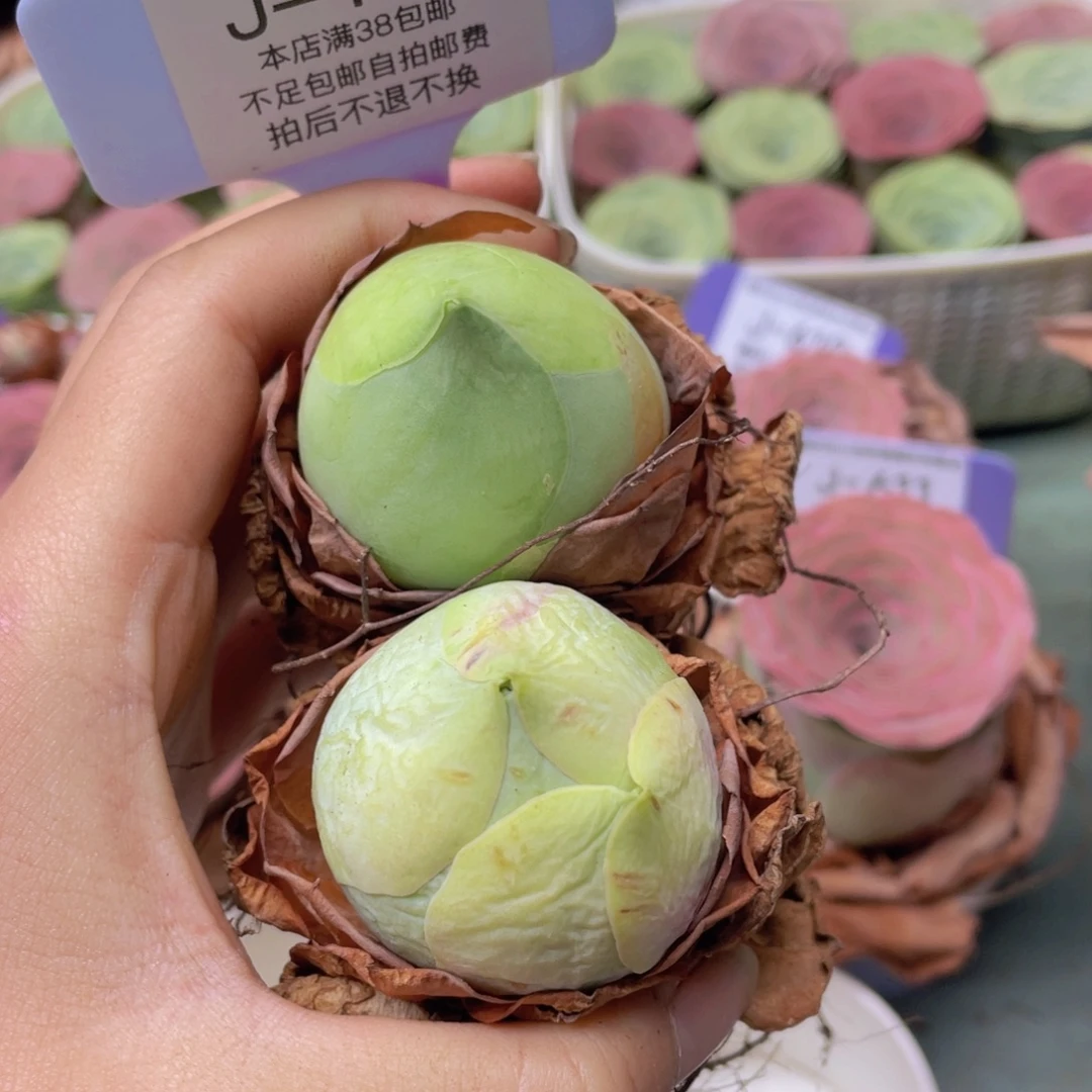 小***园山地玫瑰J131裸根发货不售后