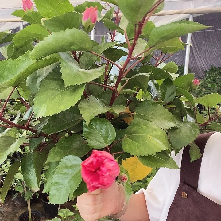大部分花苞少量开放花牡丹，到家不换盆