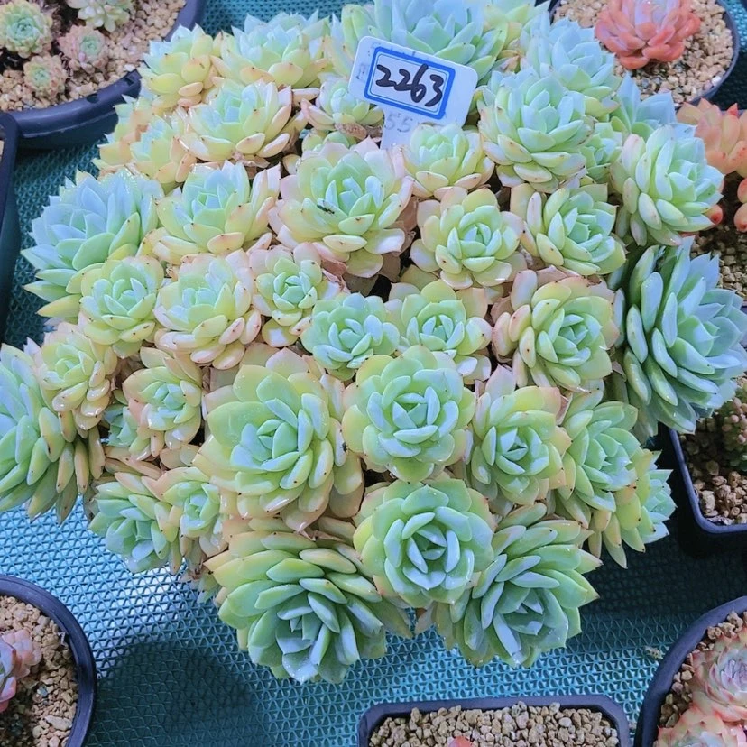 【闪购商品】海2263物流