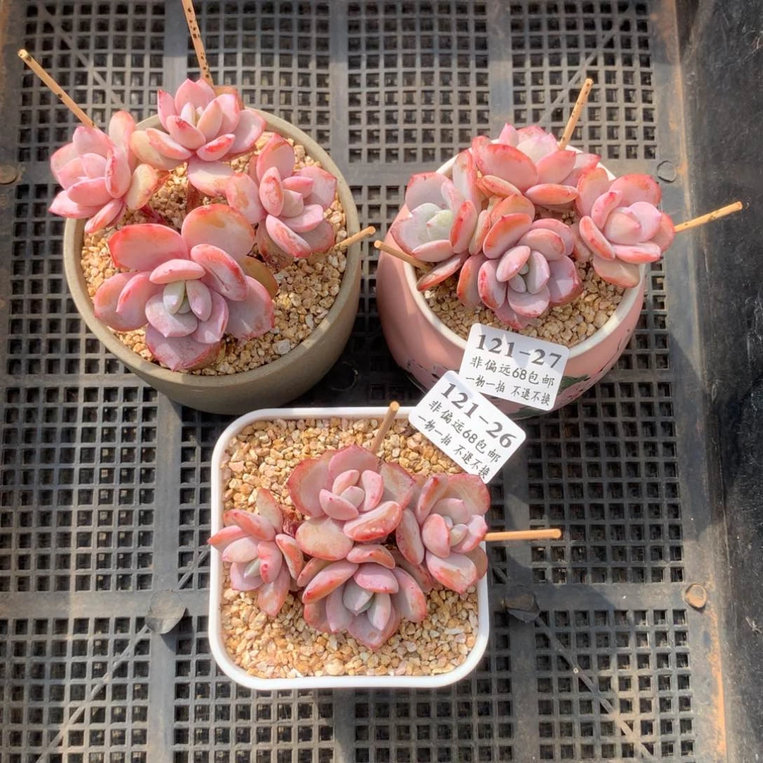 .奶茶。三颗。四头。