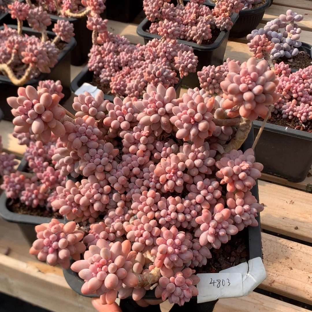 21厘米婴儿手指 4803