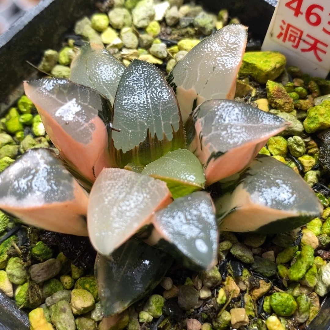 463和田玉克锦一物一拍