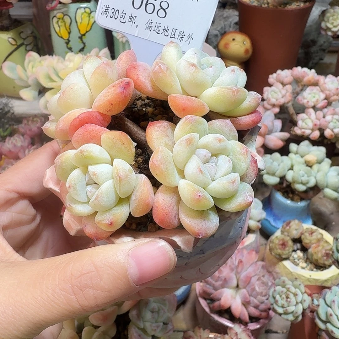 068 多肉含盆土30元包邮除偏远