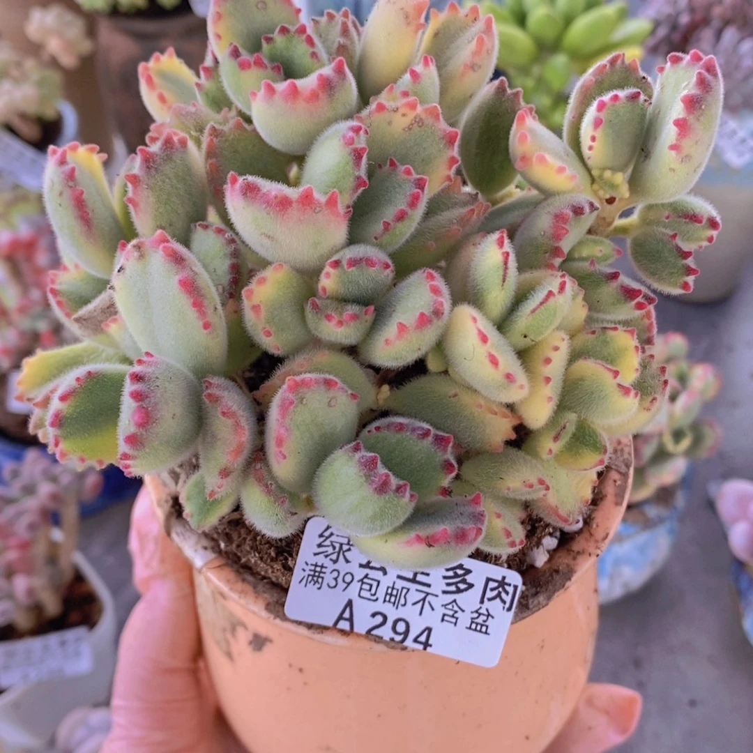 彩熊不包整11cm294多肉植物