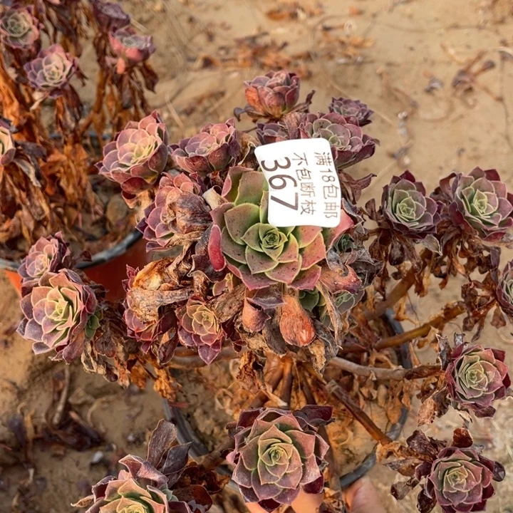 367荷兰玫瑰大手捧4