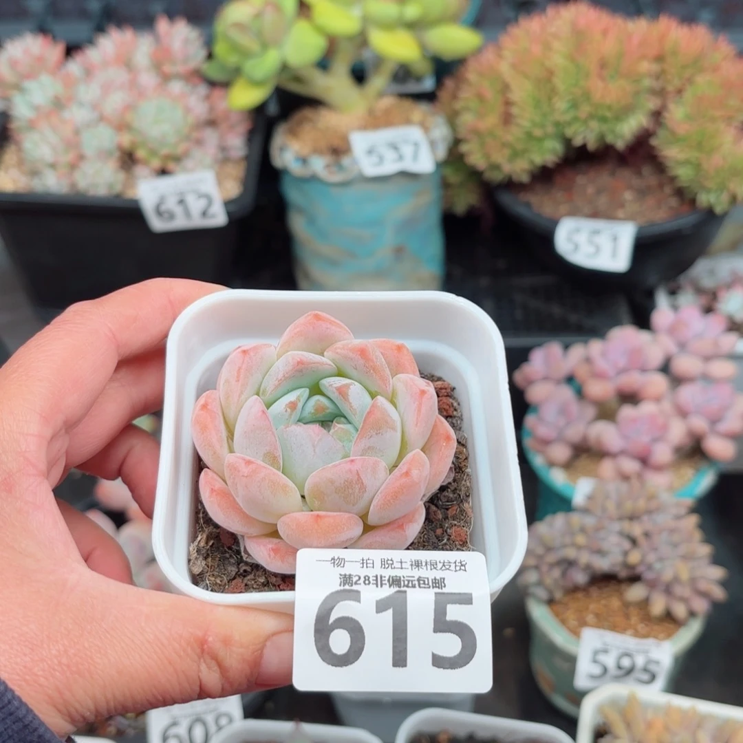 冰玉单头无盆土发货