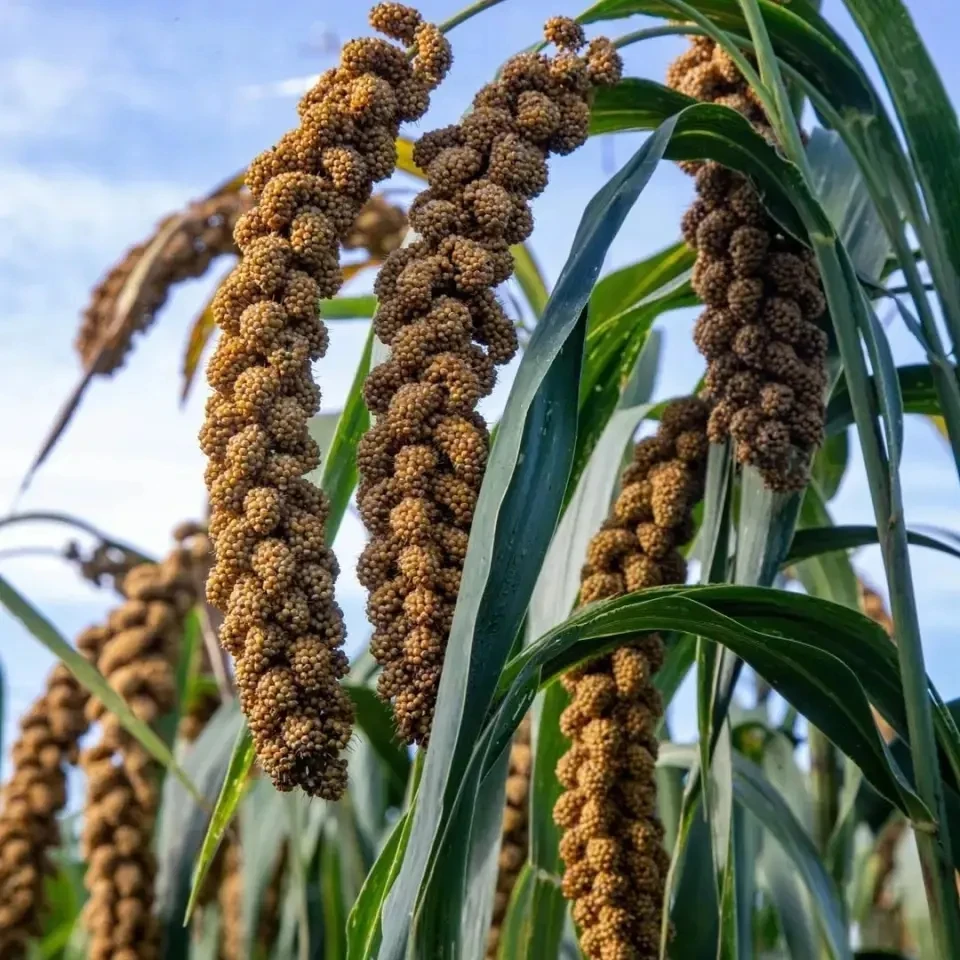 大山水果脆柿不涩口回家直接吃