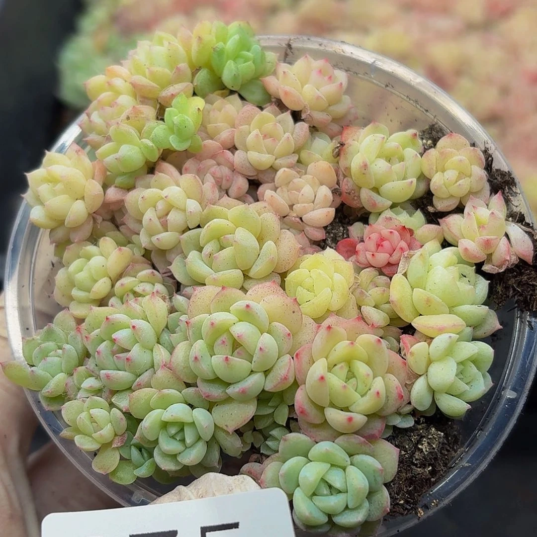 多肉植物多肉植物575