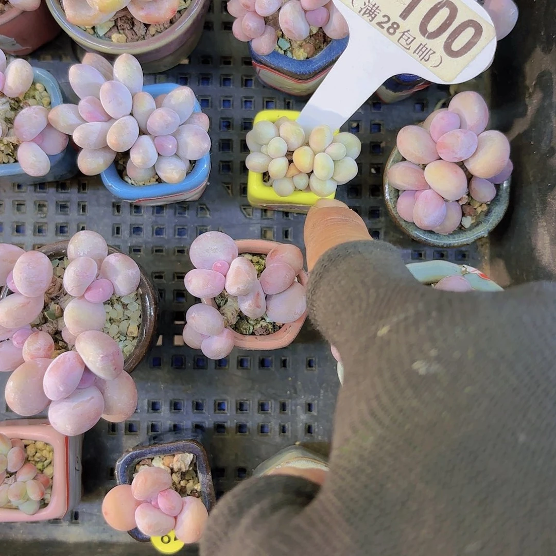 哎**?D100糖豆一物一拍