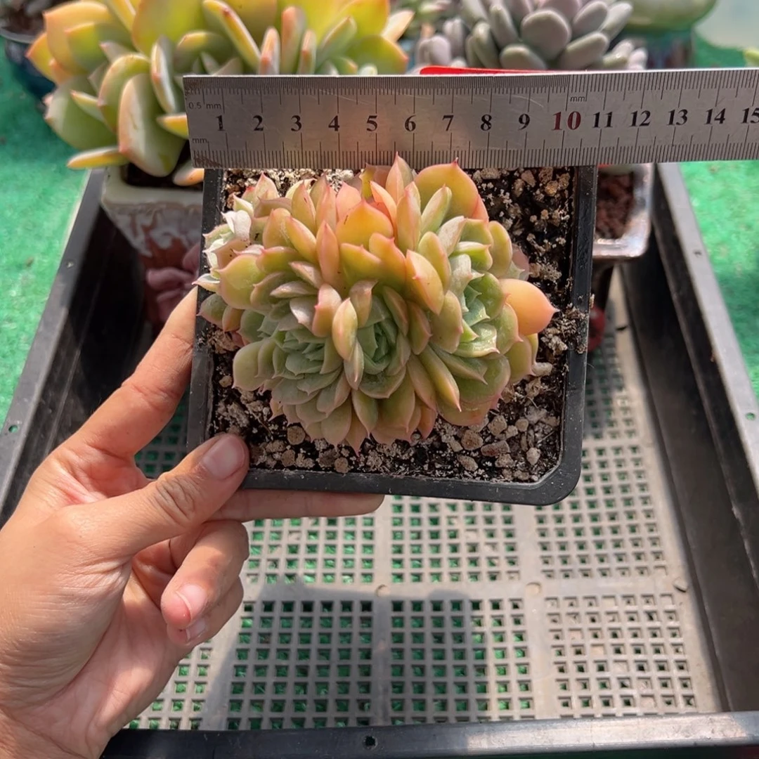 表妹精品多肉植物690.