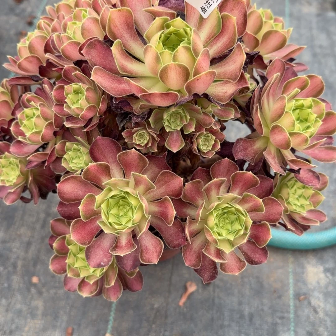 韶华多肉1205多肉