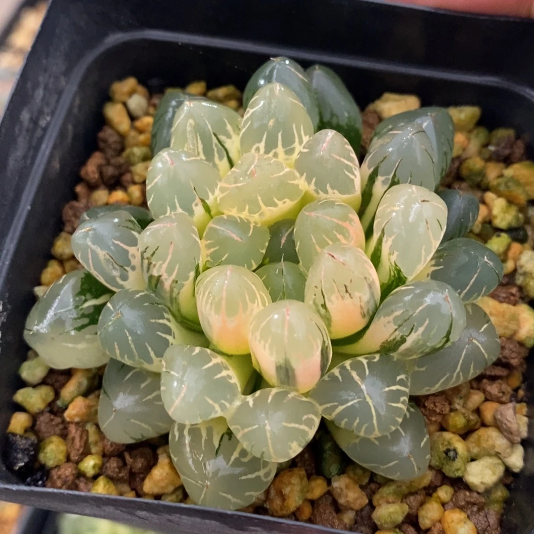 一颗实生糊斑玉露锦 中秋福利