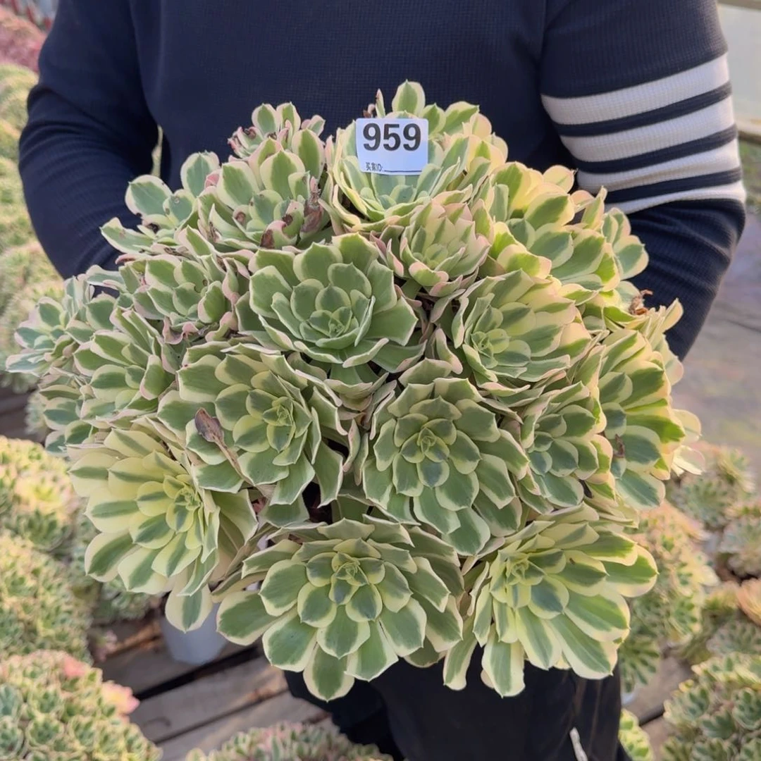 959白凤多肉植物