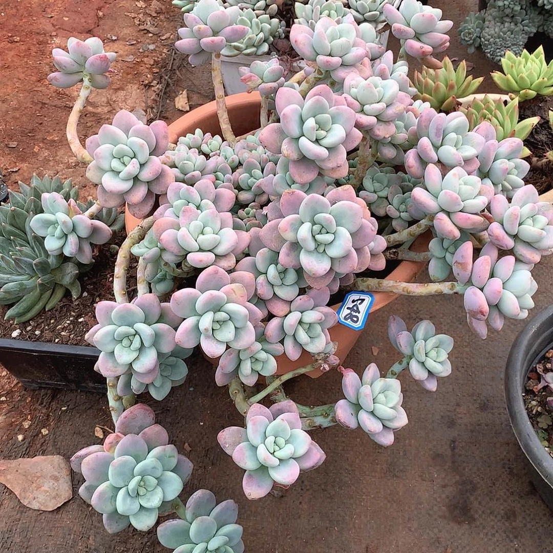 548洛神一物一拍多肉