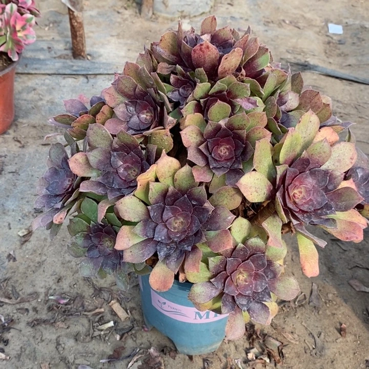 桃花石多肉植物53。