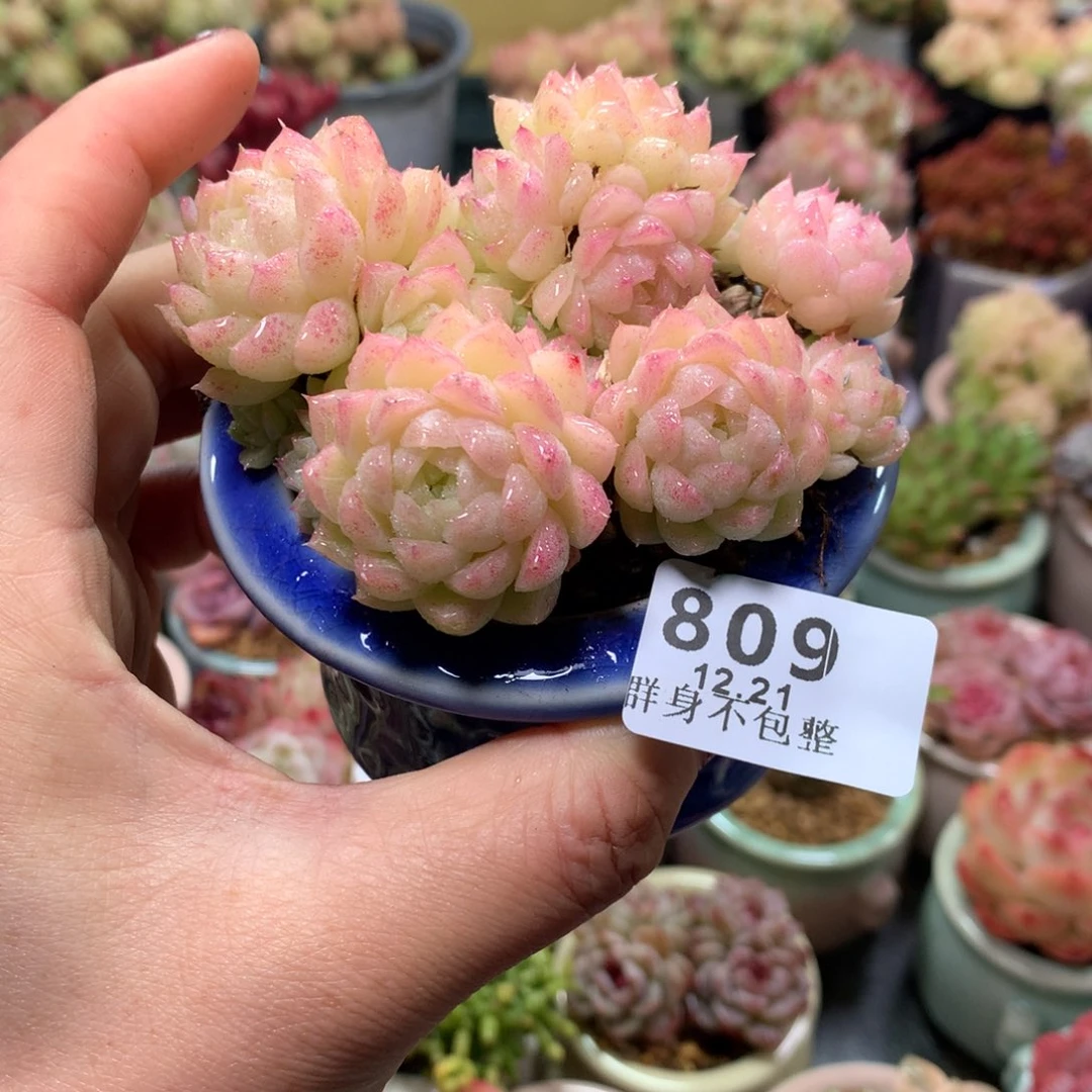 精控拇指盆12.21809