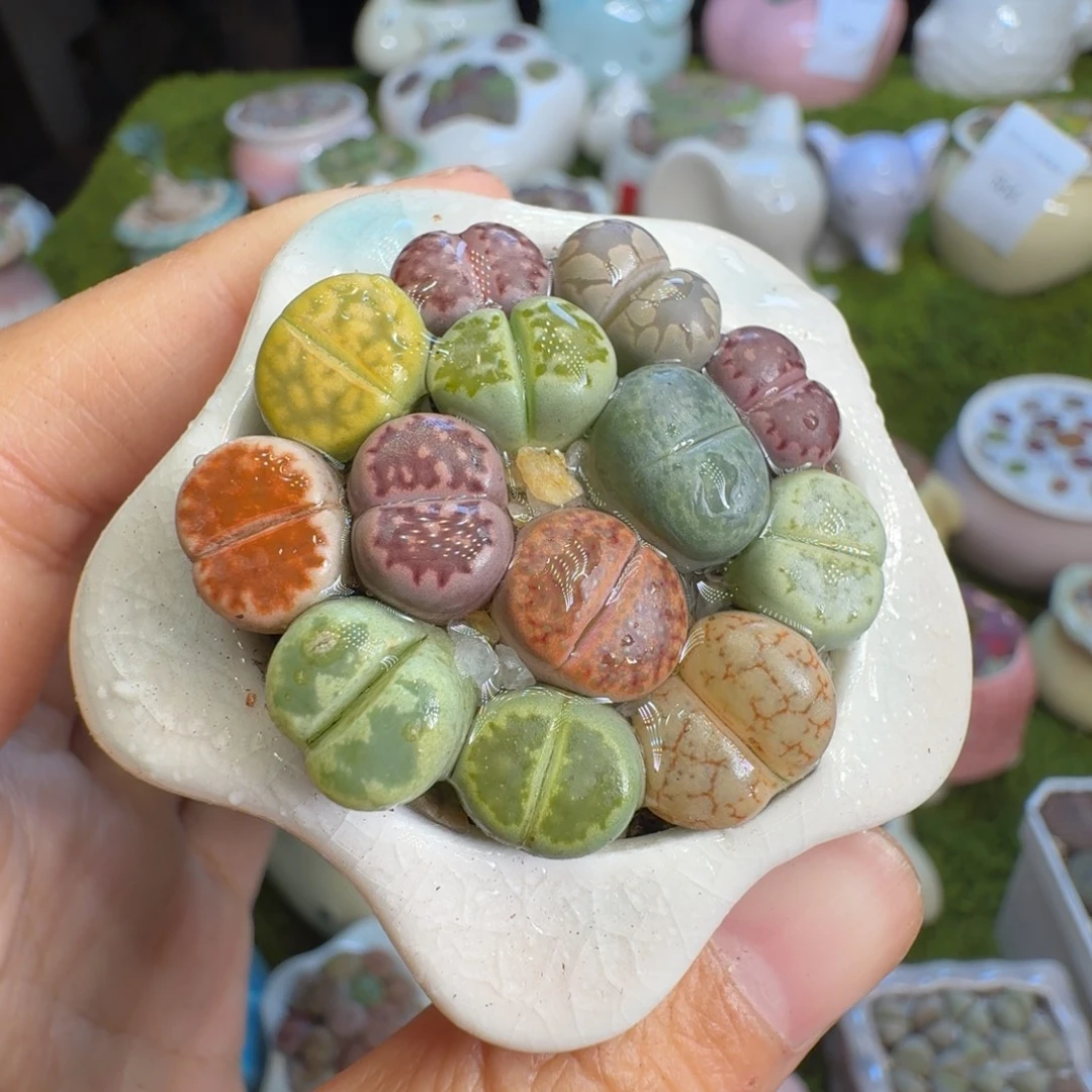 清***0多肉植物福利冲573