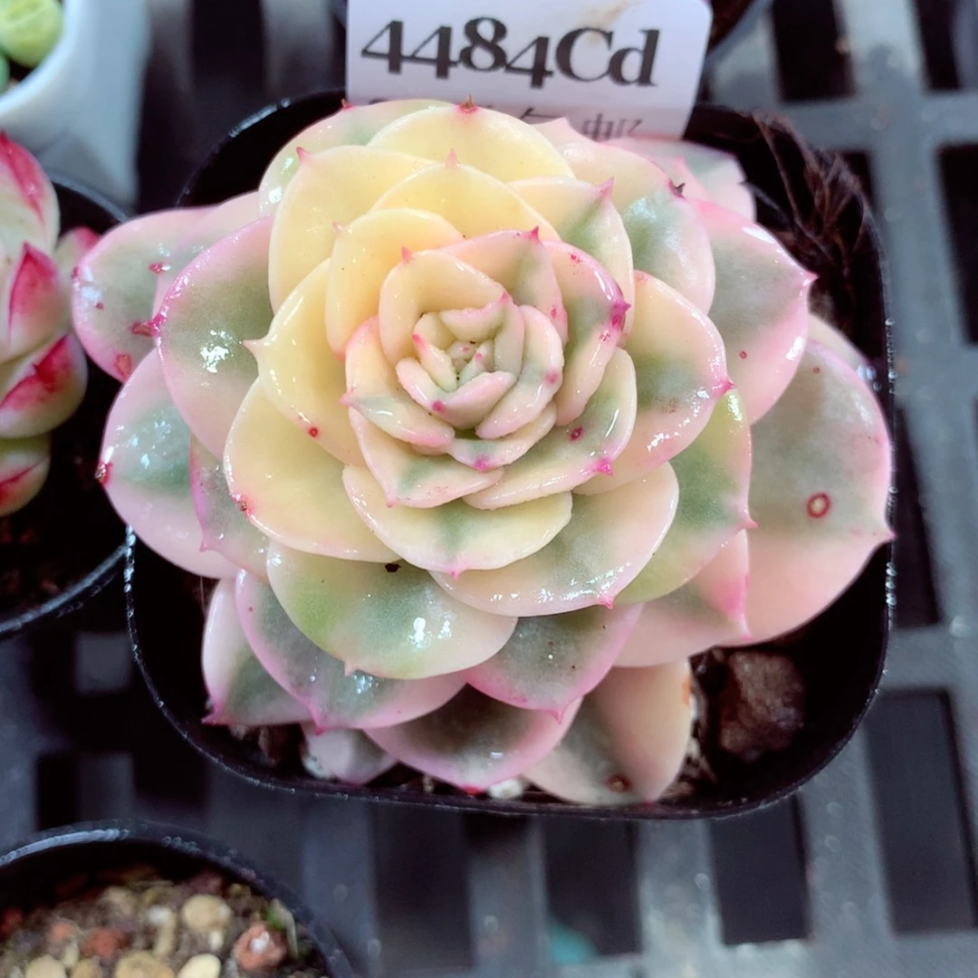 5厘米盆精控多肉4484