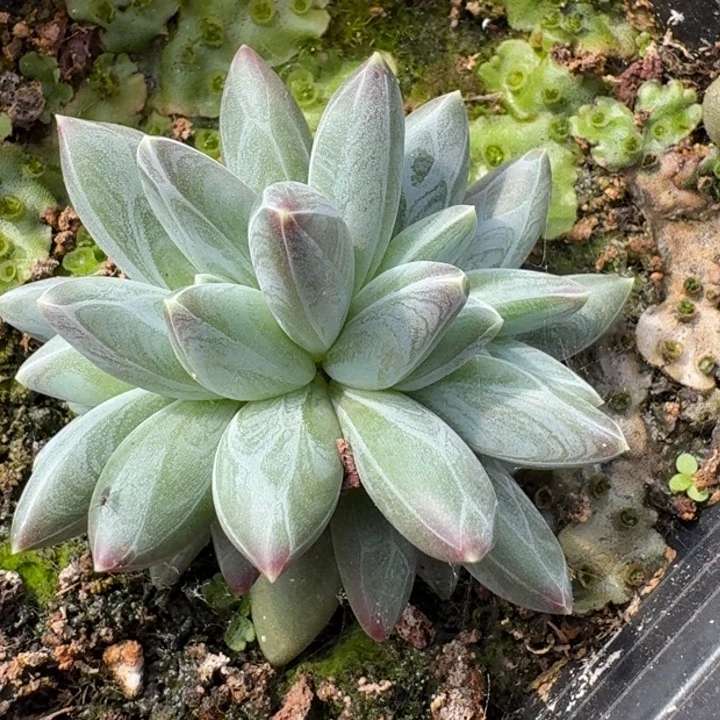 优选雪戴利113多肉植物