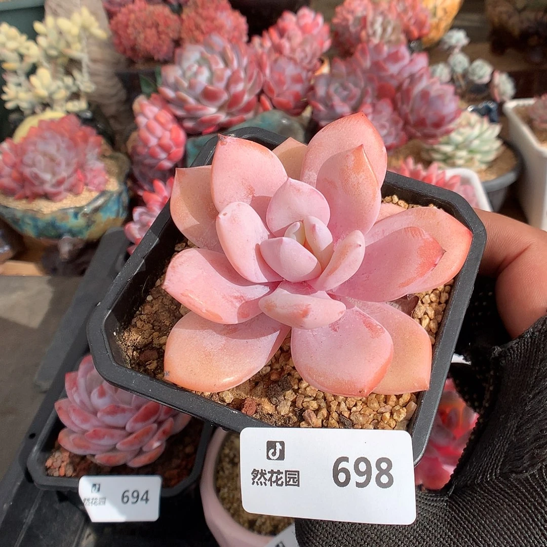 698奶茶多肉植物6666