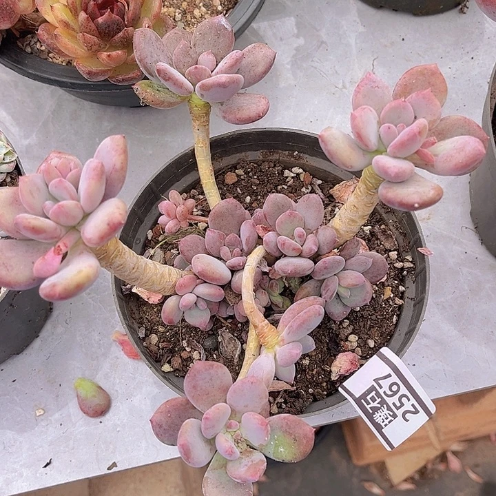 圆叶灰姑娘2567多肉植物